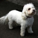 Bichon Frise